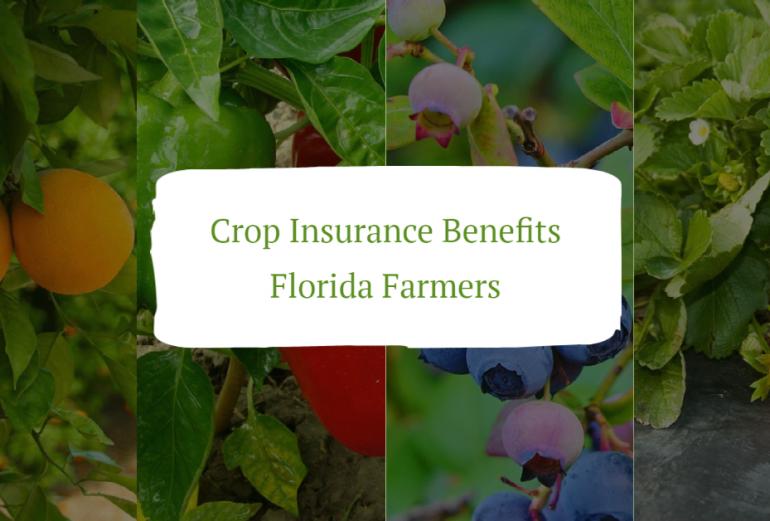 Crop Insurance Benefits Florida Farmers